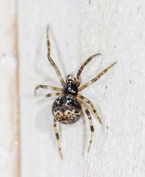 Image of Parasteatoda tabulata (Levi 1980)