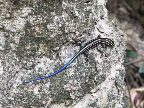 Image of Shanghai Elegant Skink