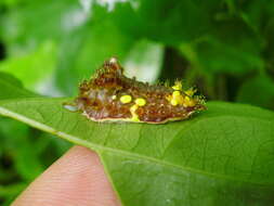 Image of Neomocena convergens Hering 1928