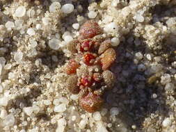 Crassula umbellata Thunb. resmi