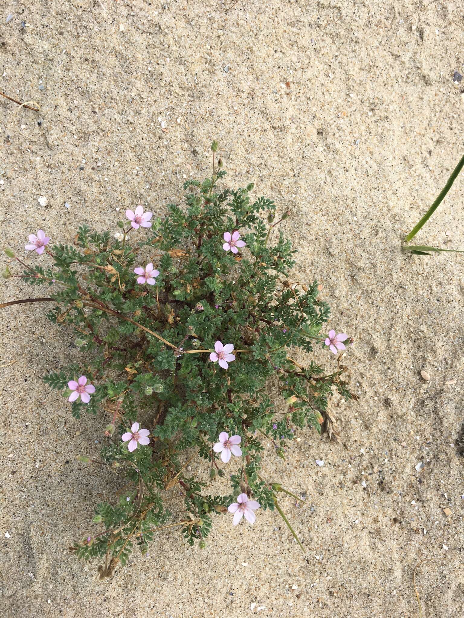 Plancia ëd Erodium cicutarium subsp. cicutarium