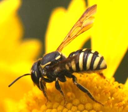 Image of Paranthidium jugatorium (Say 1824)