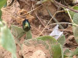 Image of <i>Chrysolina bicolor</i>