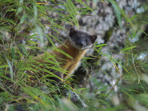 Image of Formosan yellow-throated marten