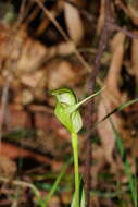 Image of Alpine greenhood