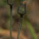 صورة Pilosella schultesii (Sch. Bip.) Sch. Bip. & Sch. Bip. ex H. P. Fuchs-Eckert