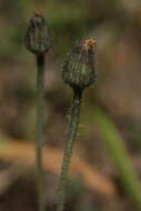 Imagem de Pilosella schultesii (Sch. Bip.) Sch. Bip. & Sch. Bip. ex H. P. Fuchs-Eckert