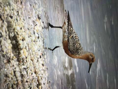 Image of Calidris canutus rufa (Wilson & A 1813)