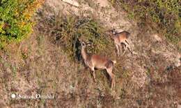 Image of Caspian red deer