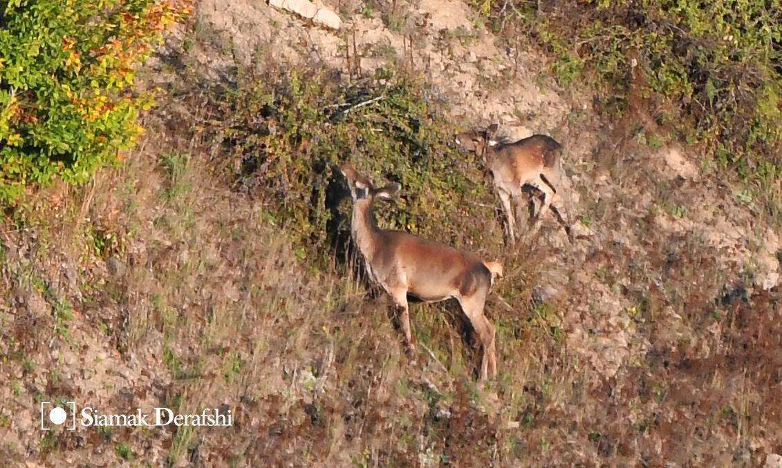 Image of Caspian red deer