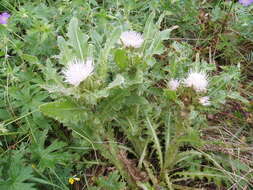 Plancia ëd Cirsium roseolum Z. S. Gorlacheva