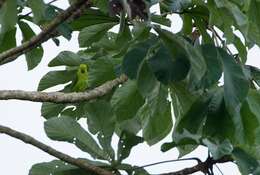 Image of Dusky-billed Parrotlet