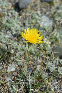 Image of Crepis crocea (Lam.) Babc.