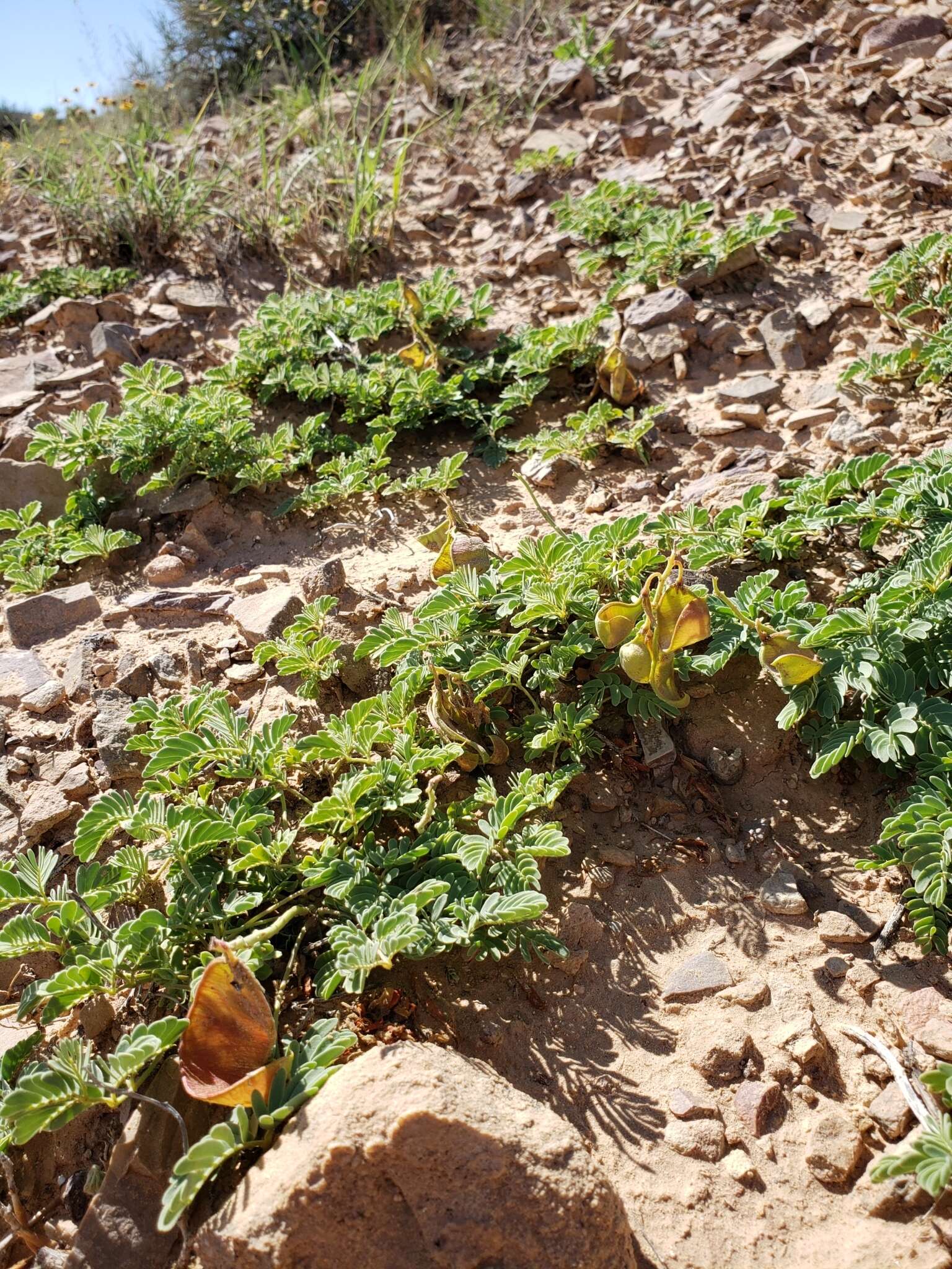 Plancia ëd Hoffmannseggia repens (Eastw.) Cockerell