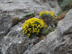 Sivun Hippocrepis balearica Jacq. kuva