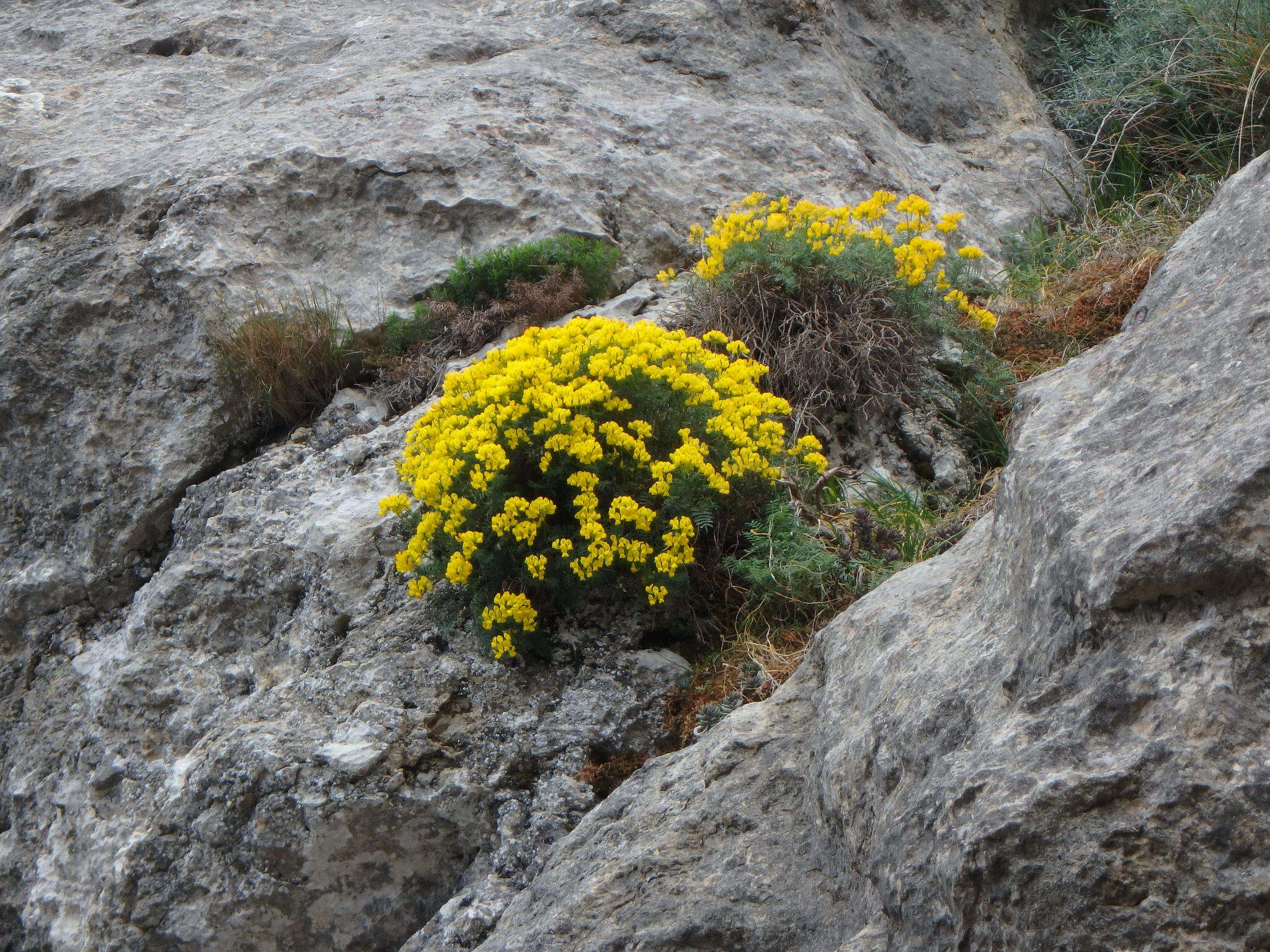 Sivun Hippocrepis balearica Jacq. kuva