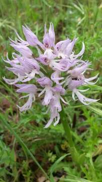 Image of Naked Man Orchid