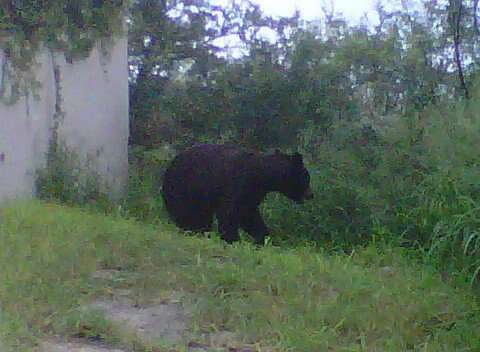 Image of Mexican Black Bear