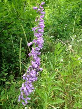 Imagem de Campanula bononiensis L.