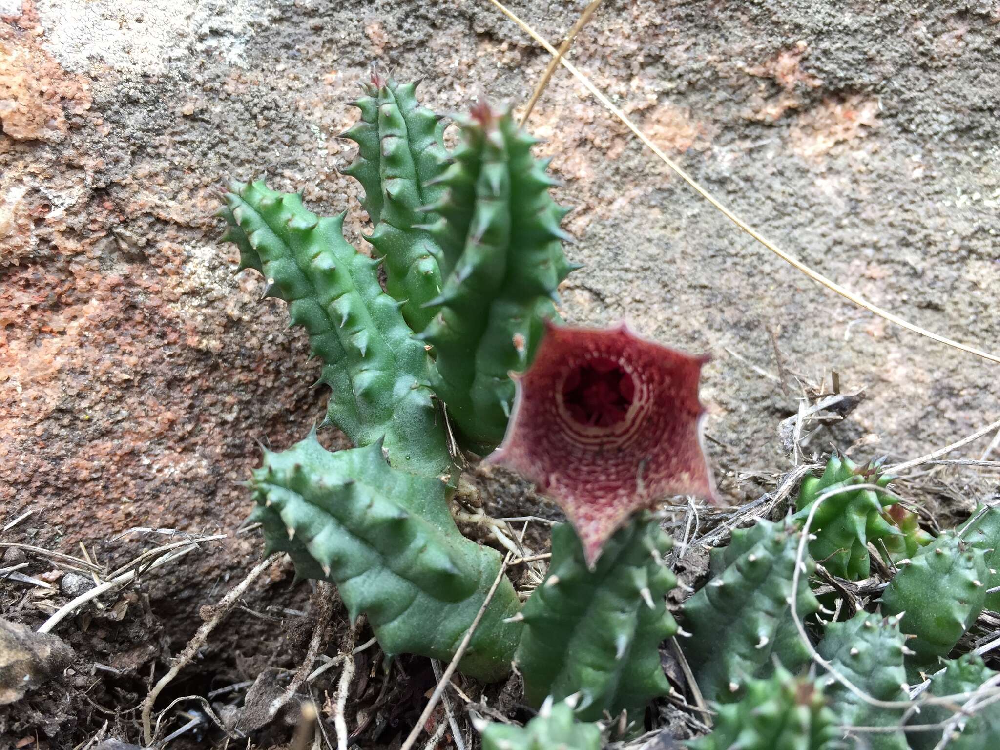 Sivun Ceropegia whitesloaneana (Nel) Bruyns kuva