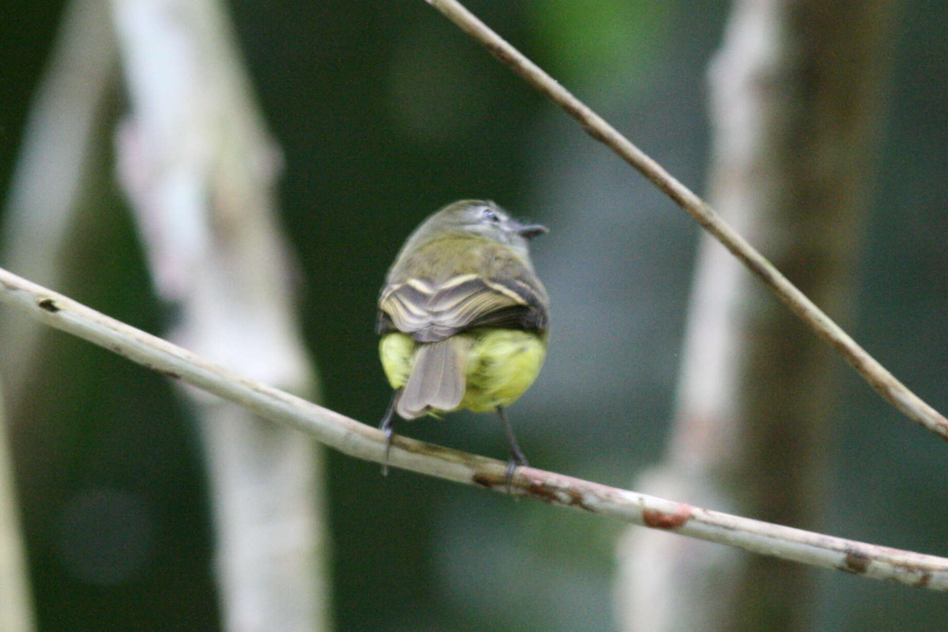 Aphanotriccus audax (Nelson 1912)的圖片