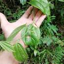 Image of Passiflora apoda Harms