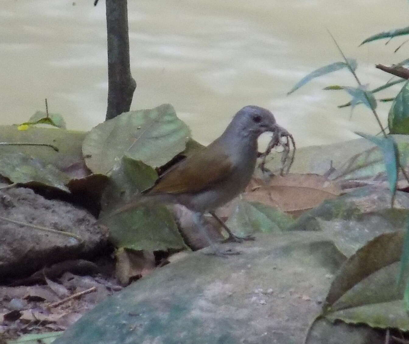 Image of Pale-breasted Thrush