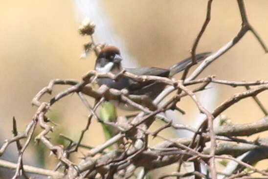 Image of Bay-crowned Brush Finch