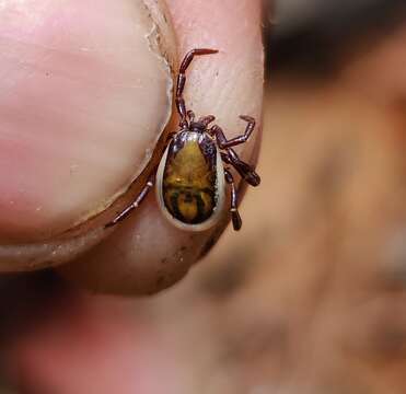 Image of Ixodes acutitarsus (Karsch 1880)