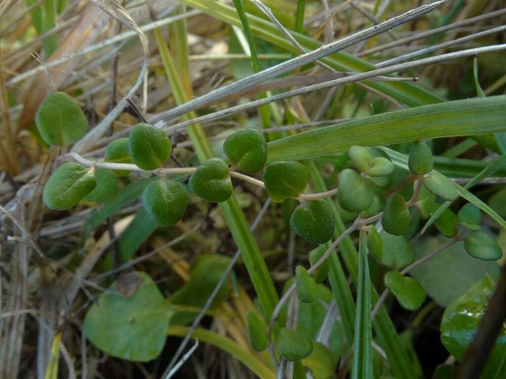 Image of Mentha cunninghamii (Benth.) Benth.