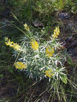 Image of sulphur lupine