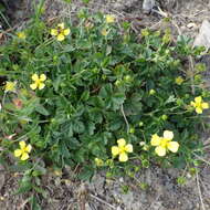 Image of English cinquefoil