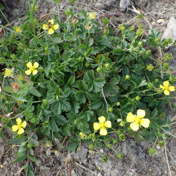 Image of English cinquefoil