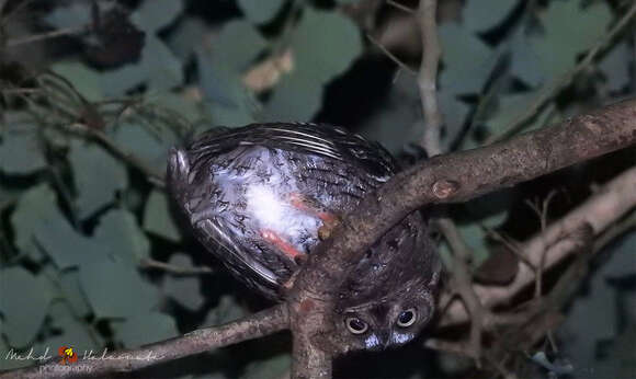 Image of Rinjani Scops Owl