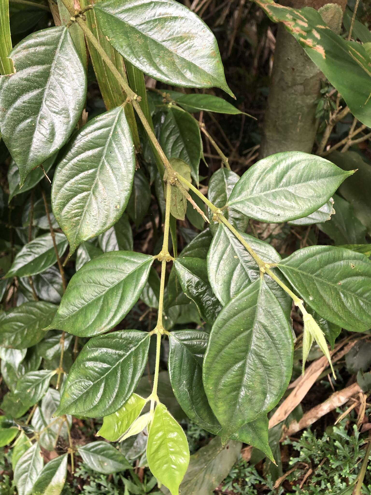 Image of Lasianthus hispidulus (Drake) Pit.