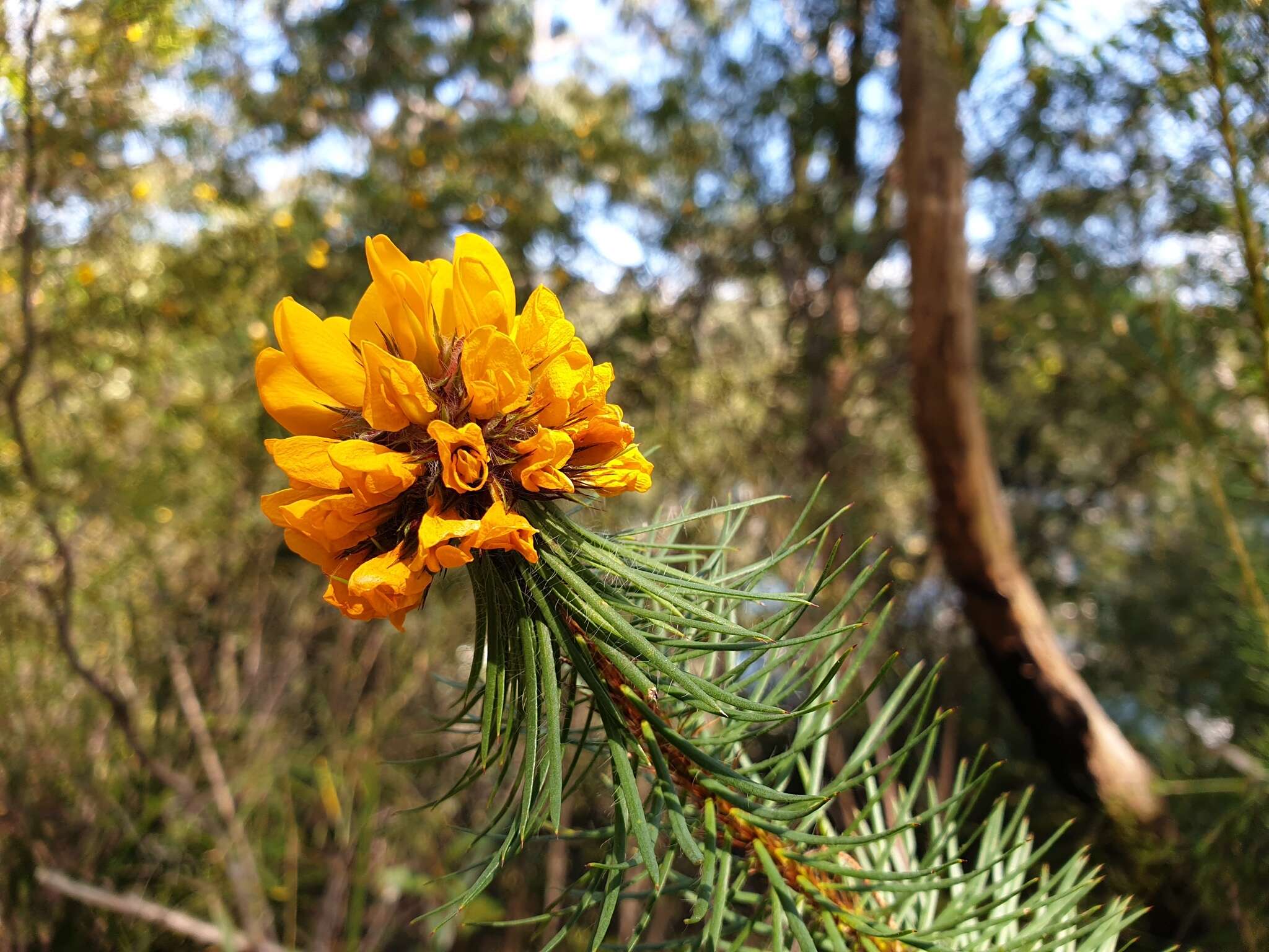 Image of Pultenaea stipularis Sm.