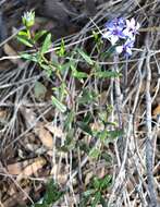 Image of Halgania andromedifolia Behr & F. Müll. ex F. Müll.