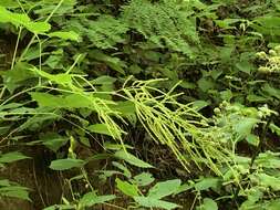 Image of Appalachian False Goat's-Beard