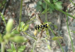 Image of Xanthogramma pedissequum (Harris 1776)