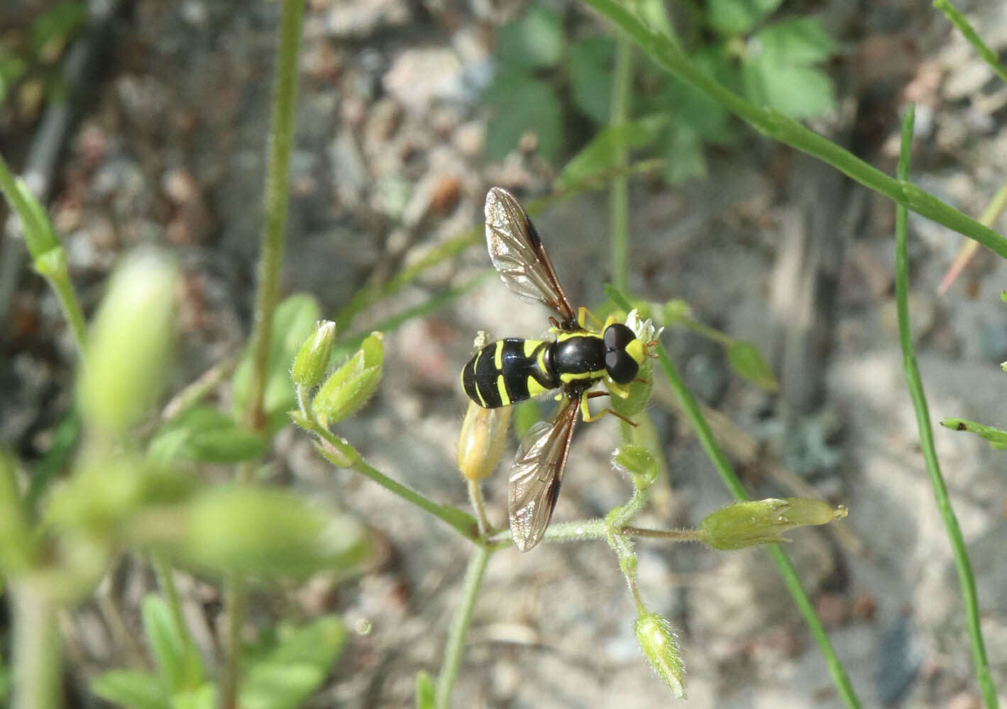 Image of Xanthogramma pedissequum (Harris 1776)