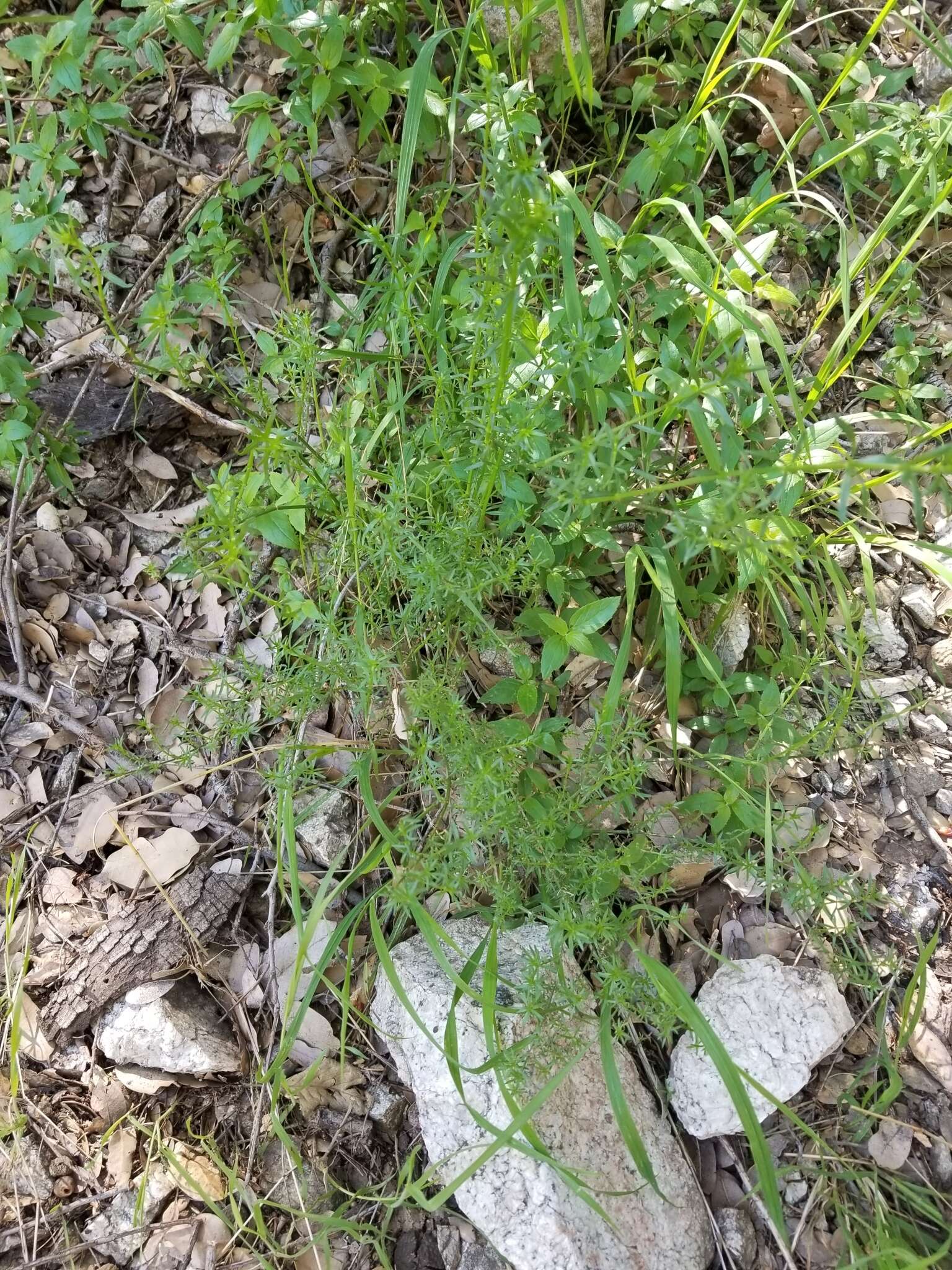 Plancia ëd Galium andrewsii A. Gray