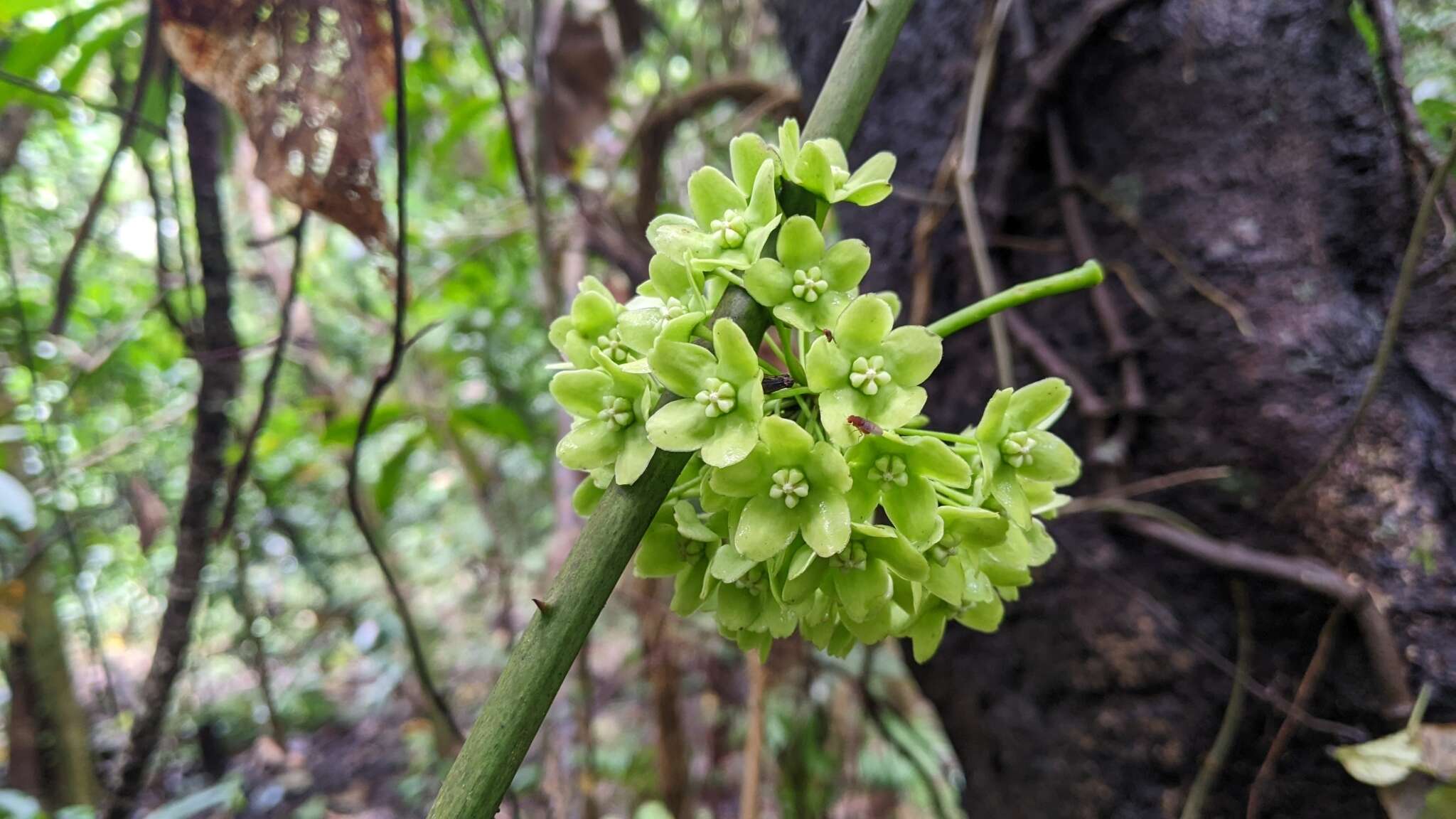 Image of Marsdenia volubilis (L. fil.) Cooke