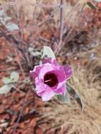 Image of Cienfuegosia australis (F. Müll.) K. Schum.