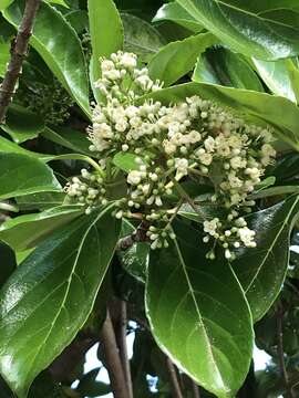 صورة Viburnum odoratissimum var. awabuki (K. Koch) Zabel