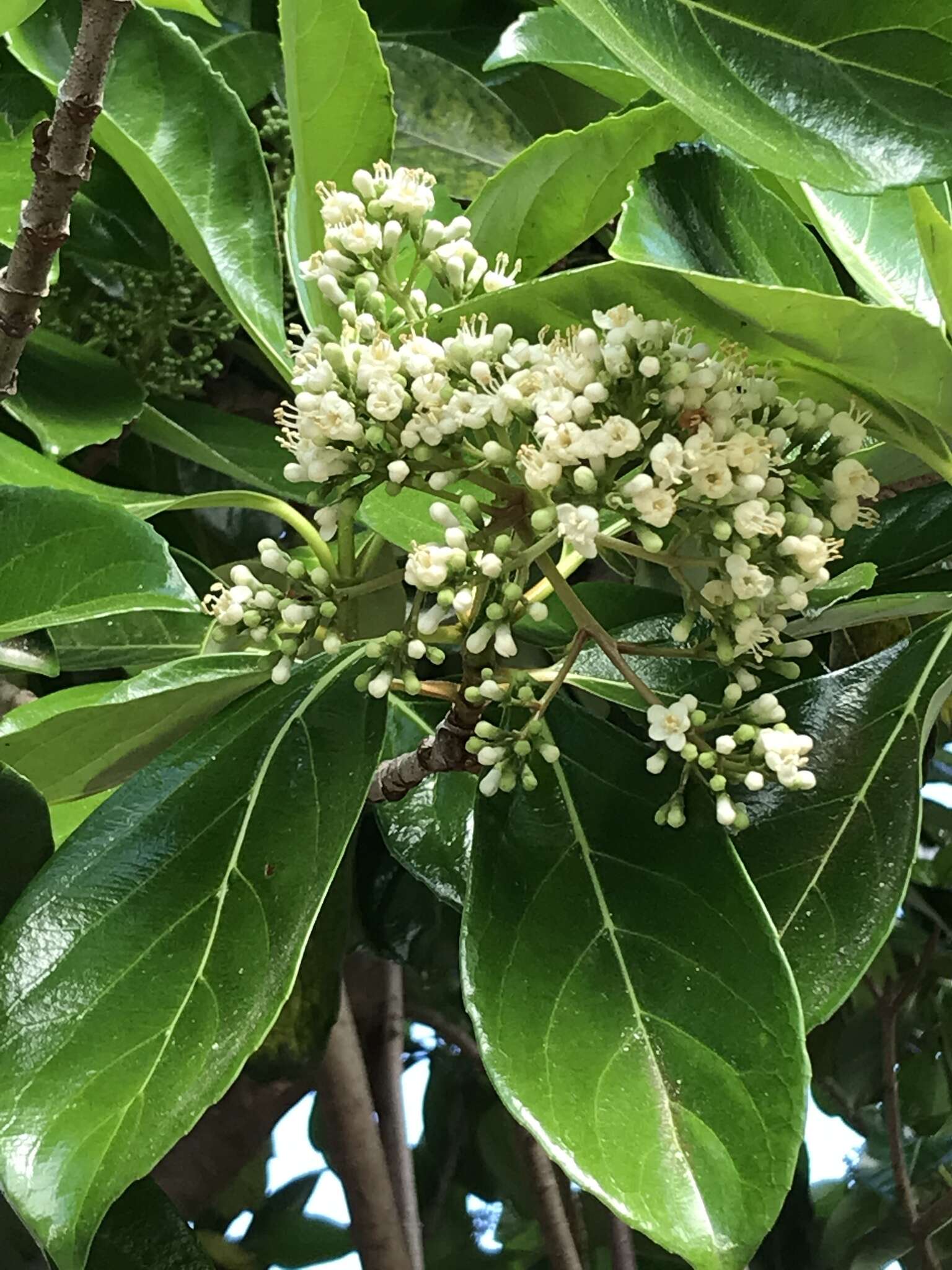 Sivun Viburnum odoratissimum var. awabuki (K. Koch) Zabel kuva