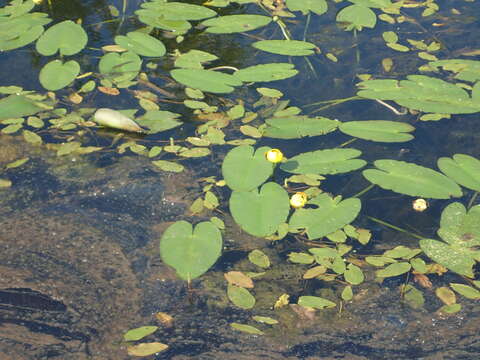 Image de Nuphar variegata Engelm. ex Dur.