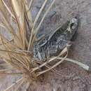 Image of Pale-horned Forceps-tailed Grasshopper