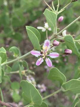 Image of Triaspis glaucophylla Engl.