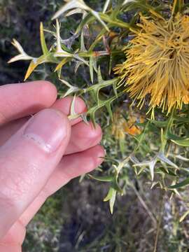 Image of Banksia borealis subsp. borealis