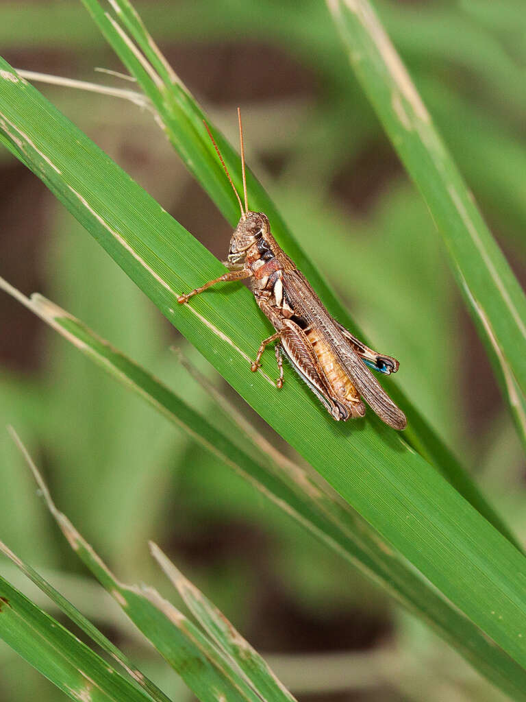 Melanoplus pictus Scudder & S. H. 1897的圖片